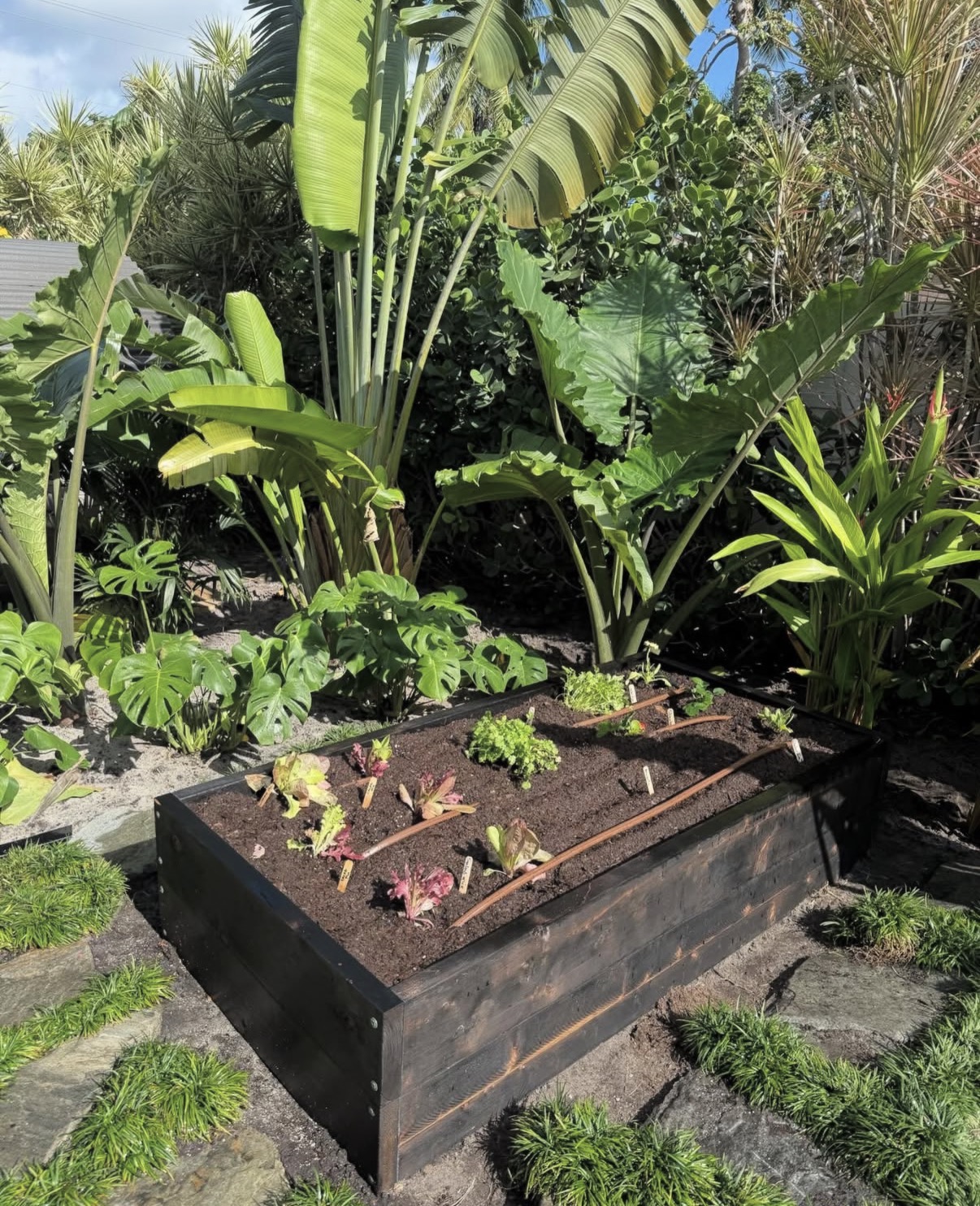 Single dark-stained raised bed planted with lettuces and herbs, framed by tropical foliage.