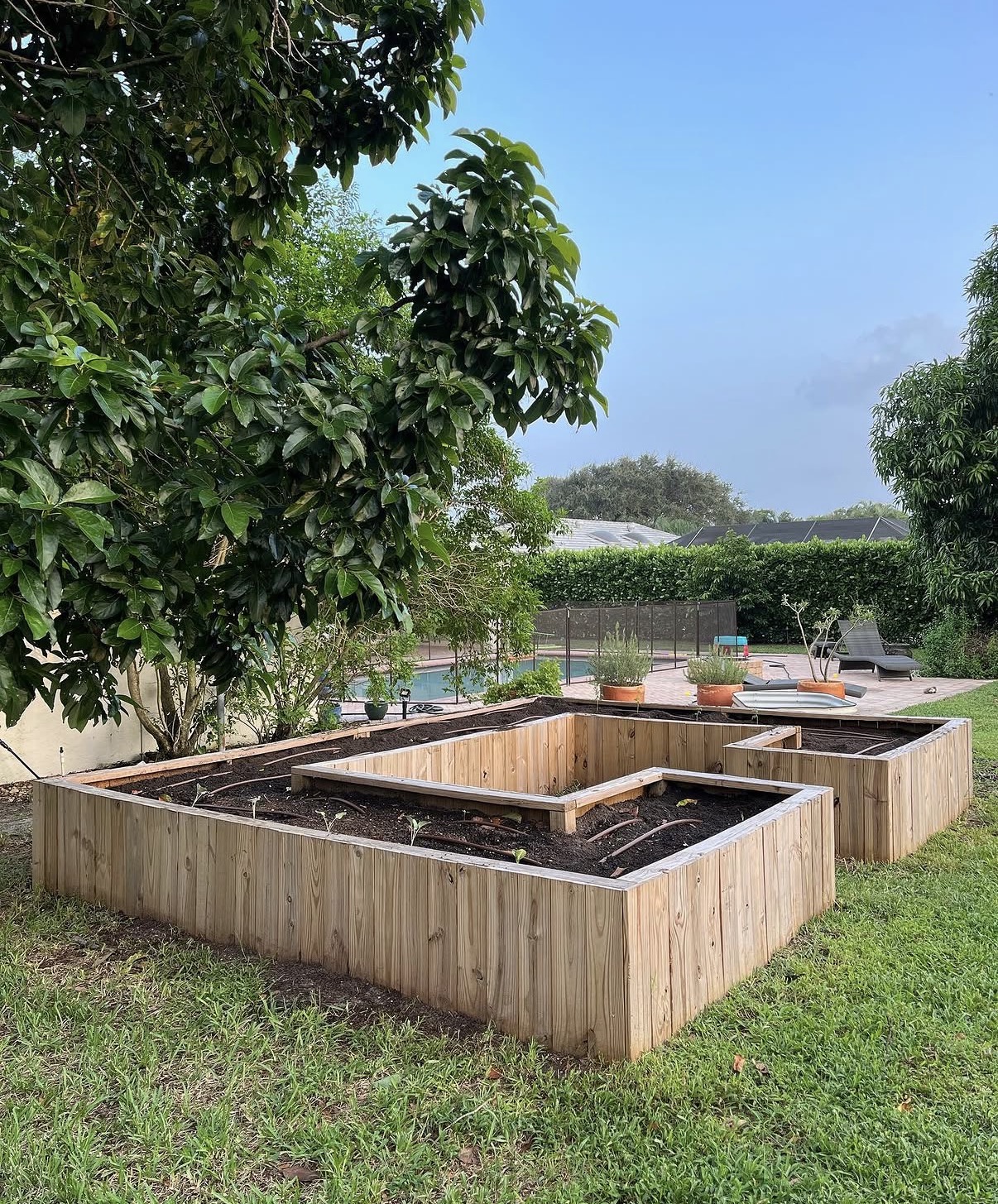 Large multi-section cedar raised bed installation on a backyard lawn with mature avocado tree.