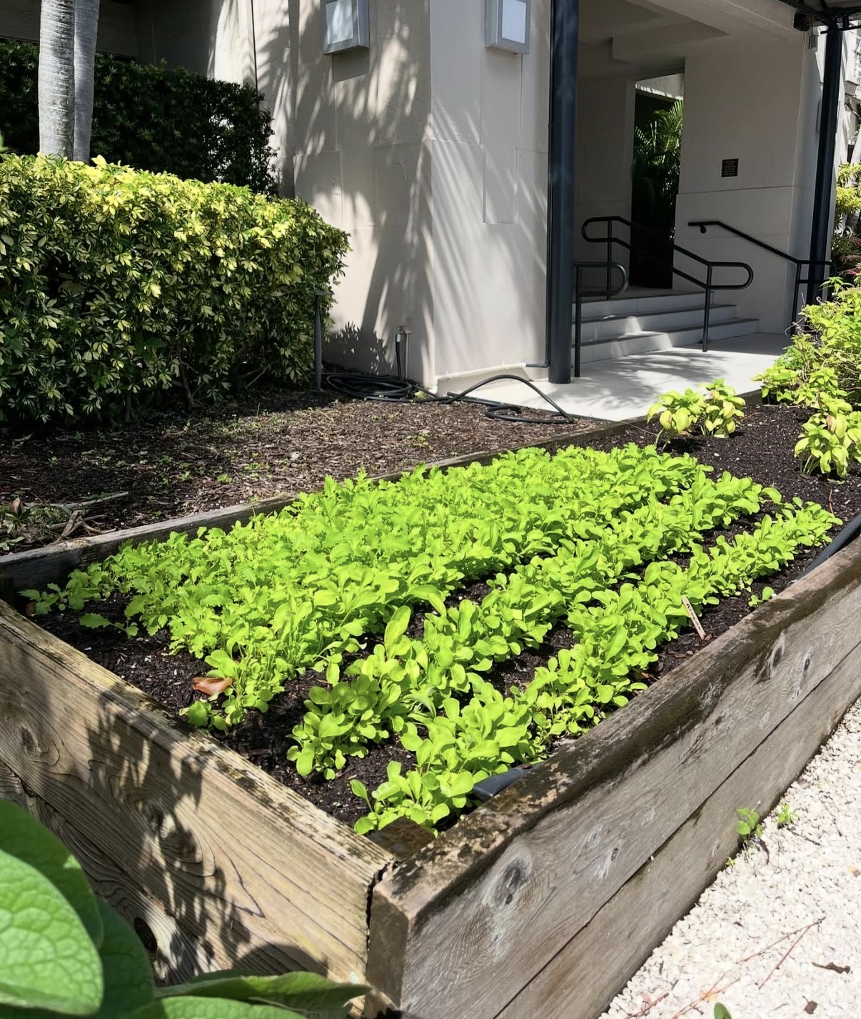 Lush lettuce raised bed install