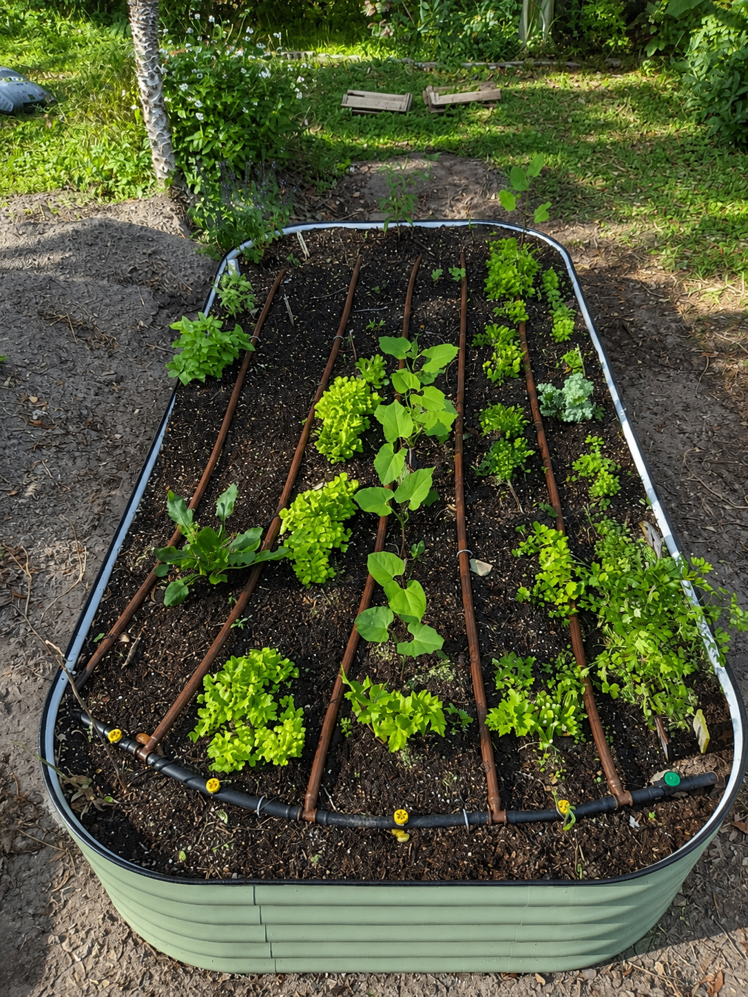 Lush raised bed overflowing with bright green lettuce and herbs beside a landscaped entry.