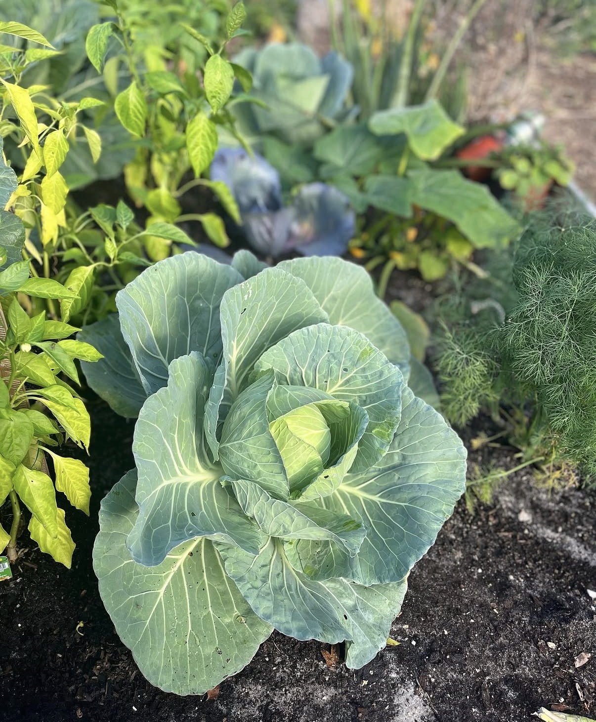 Cabbage thriving in a South Florida raised bed