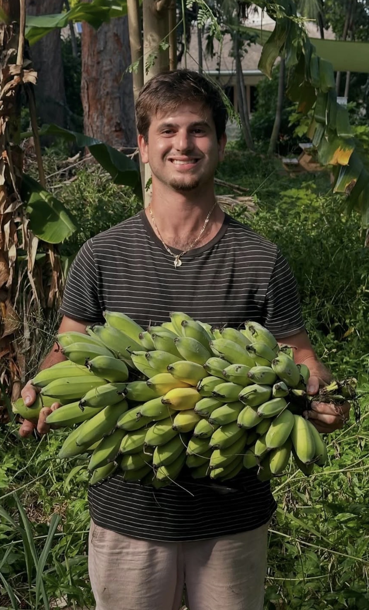 Fresh banana harvest from the food forest