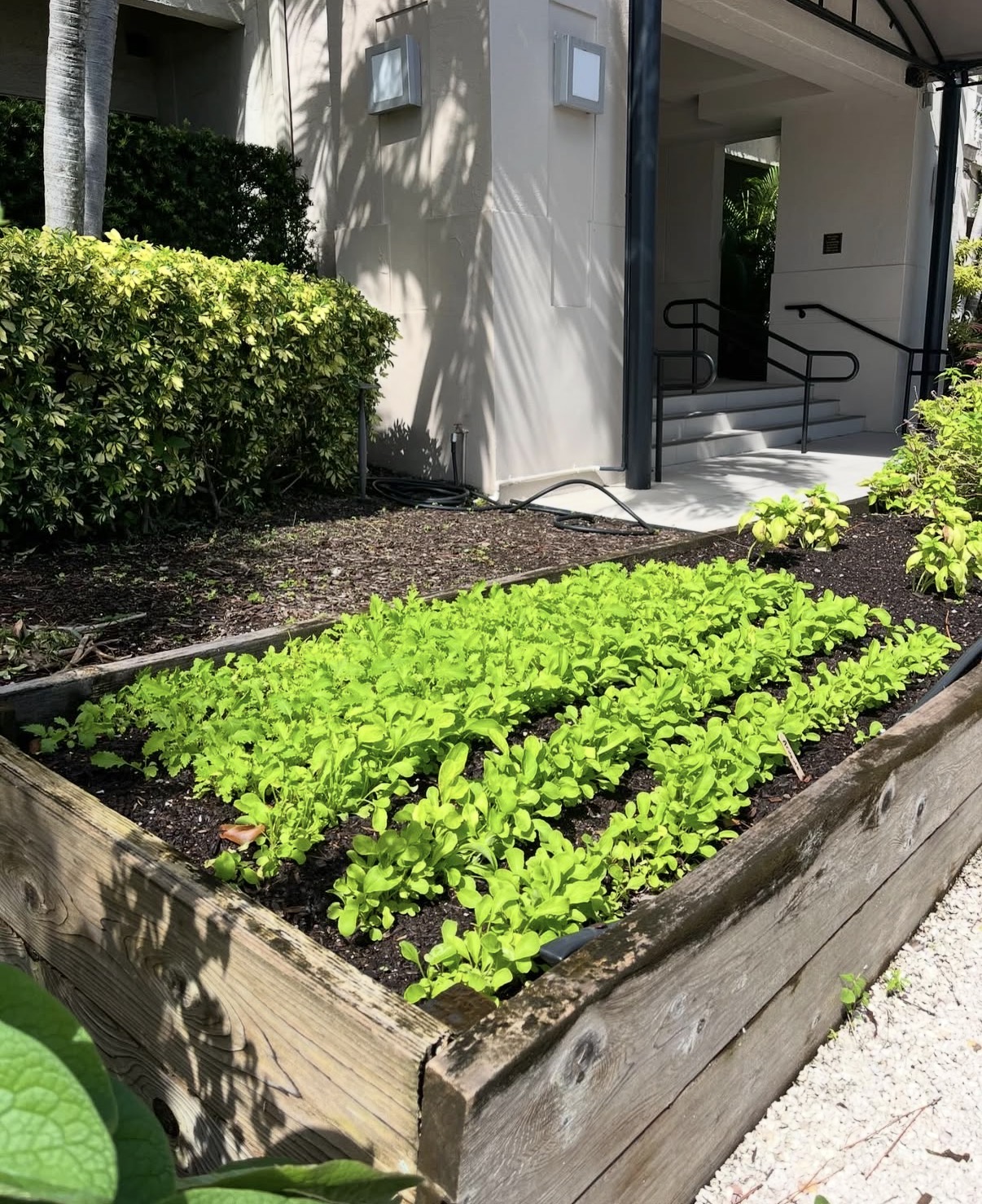 Lush raised bed overflowing with bright green lettuce and herbs beside a landscaped entry.